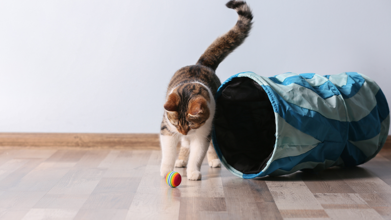 Binnenkat of buitenkat: wat is het beste voor jouw huisdier?